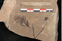 Foto (Detailansicht) von Cinnamomum polymorphum Braun (NHMW-GEO-2024-0188-11401)